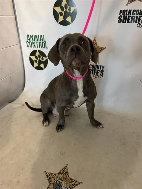 An adult medium-sized female American Bulldog dog named Hershey for adoption in Winter Haven, FL