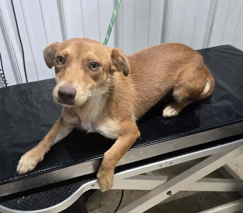 A young medium-sized female Tricolor (Brown, Black, & White) Terrier dog named Puddin' for adoption in Waverly, OH