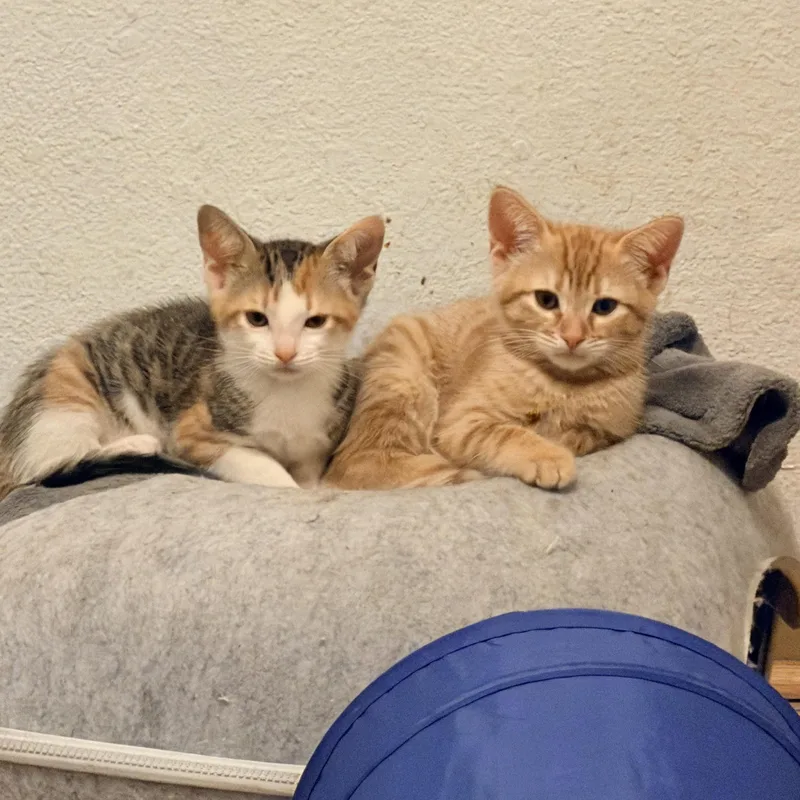 A baby small-sized female Calico cat named Nevee and Tigerlily Bonded for adoption in Tracy, CA