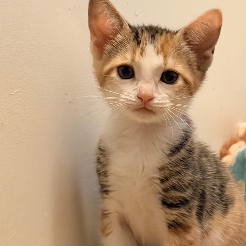 Nevee and Tigerlily Bonded thumbnail 2