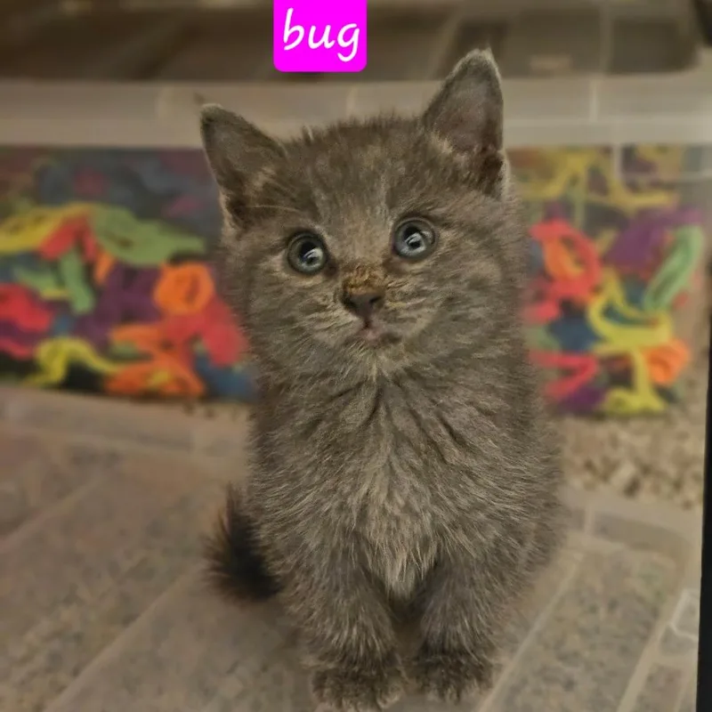 A baby small-sized female Gray / Blue / Silver Domestic Long Hair cat named Bug for adoption in Fort Worth, TX