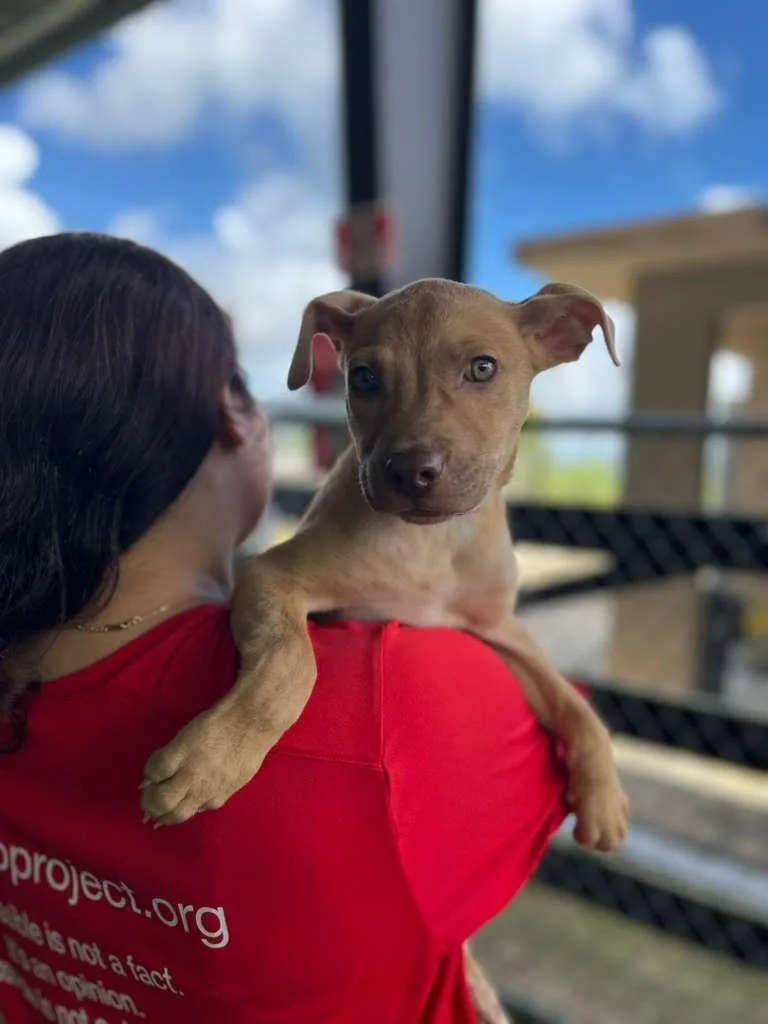 A baby medium-sized female Mixed Breed dog named Leia for adoption in Brooklyn, NY