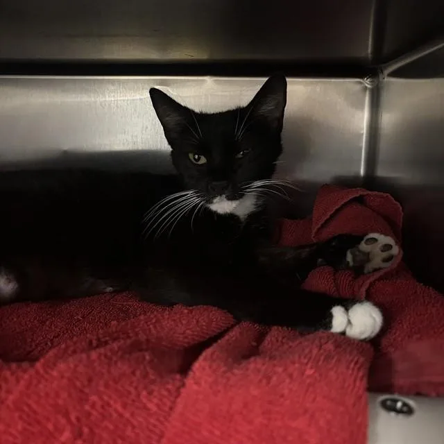 A young medium-sized female Domestic Short Hair cat named Ms. Muffin for adoption in Huntsville, AL