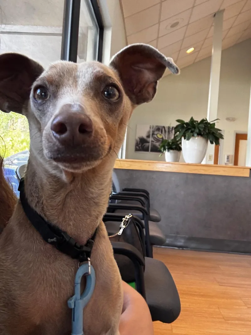 An adult small-sized male Gray / Blue / Silver Miniature Pinscher dog named Blue for adoption in Whitestone, NY