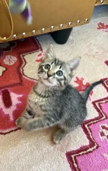 A baby medium-sized male Tabby cat named Sprout for adoption in Albuquerque, NM