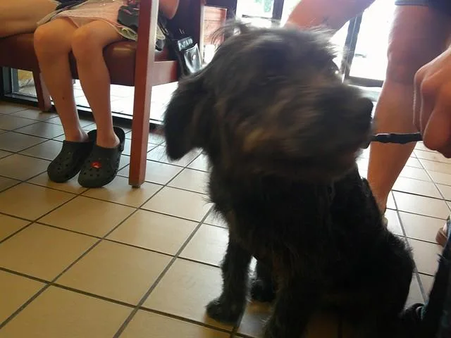 Sadie