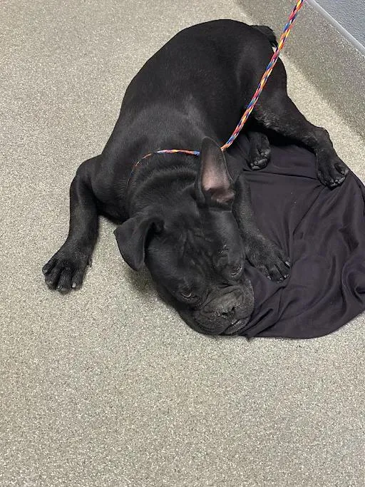 A young medium-sized male French Bulldog dog named Grimlee for adoption in Las Vegas, NV