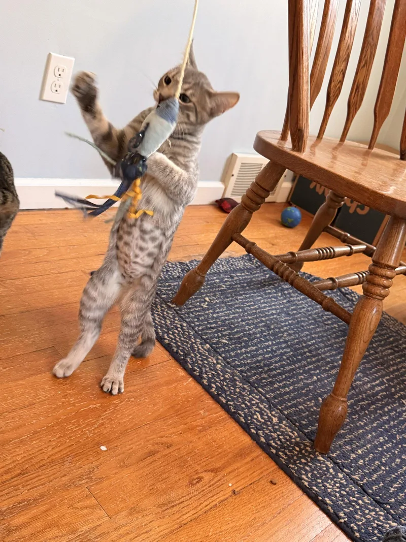 A baby medium-sized female Domestic Short Hair cat named Uno for adoption in Walled Lake, MI