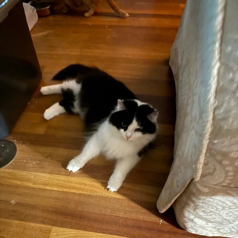 Finnegan thumbnail 2