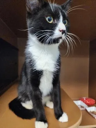 A baby medium-sized male Domestic Short Hair cat named Figgy $ for adoption in Seneca, SC