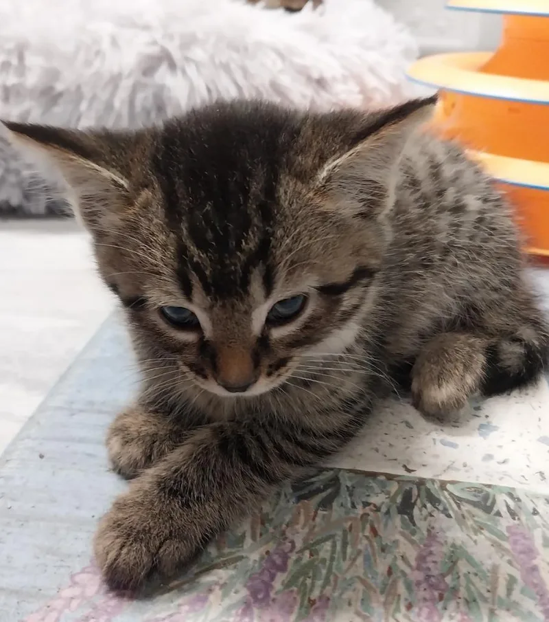 A baby medium-sized male Domestic Short Hair cat named Keaton for adoption in South Bend, IN