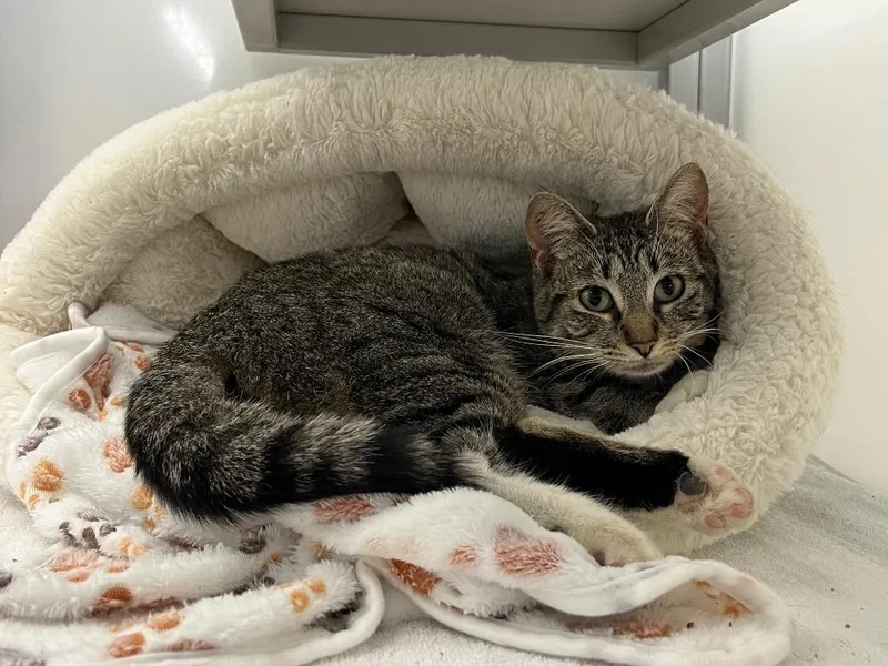 A baby medium-sized female Domestic Short Hair cat named Cutiefly for adoption in Raleigh, NC