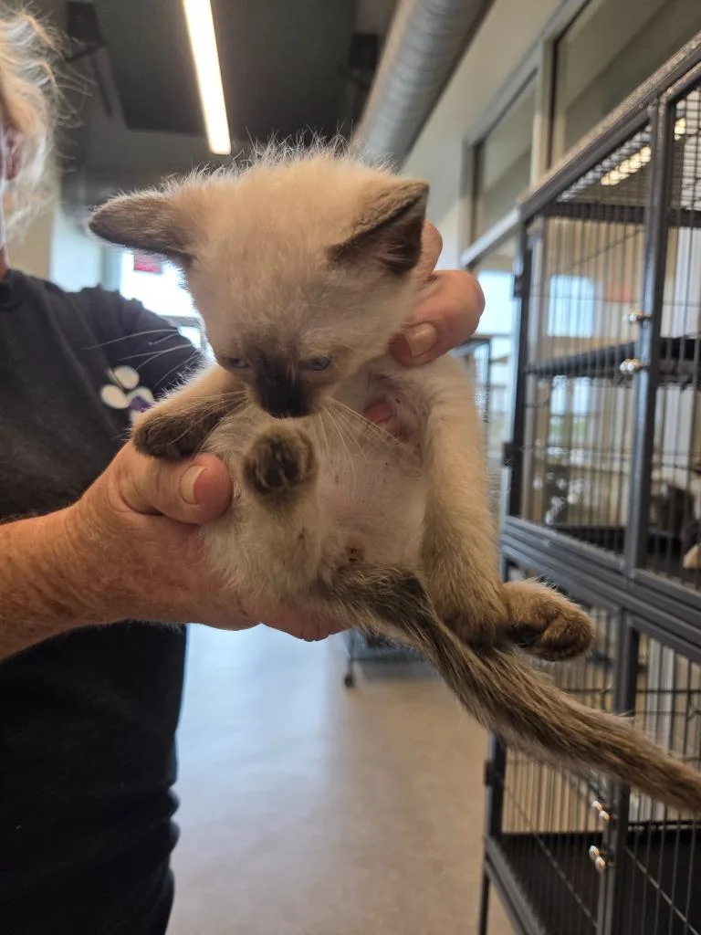 A baby small-sized female Siamese cat named Calista for adoption in Bossier City, LA