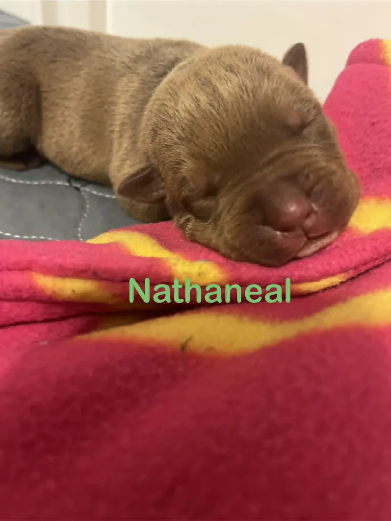 Nathaneal