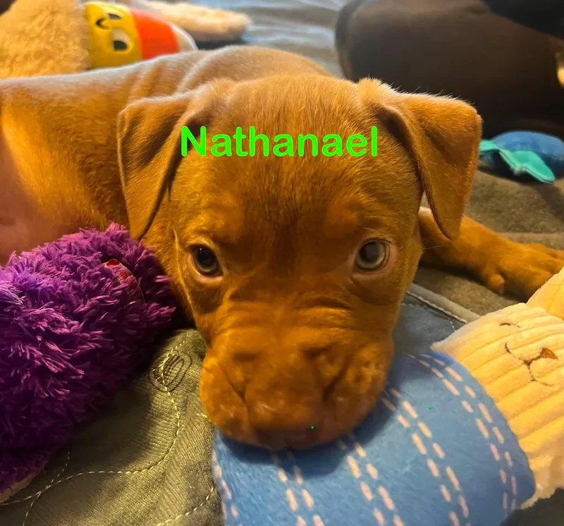 Nathaneal thumbnail 2