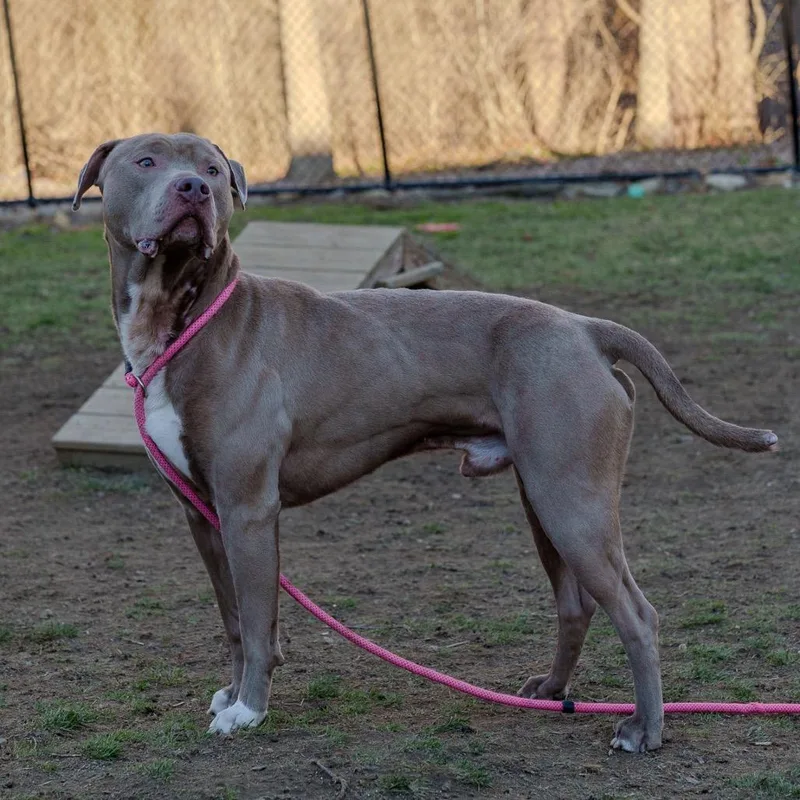 Brad Pit thumbnail 2