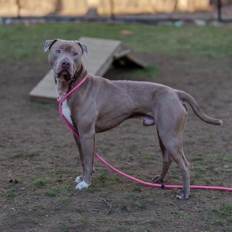 Brad Pit thumbnail 4