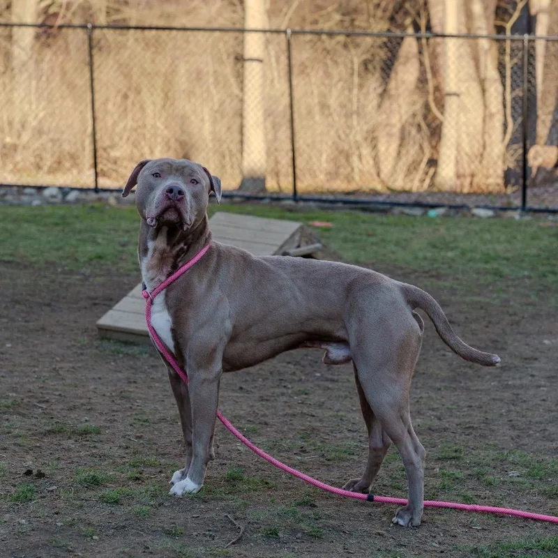 Brad Pit thumbnail 5