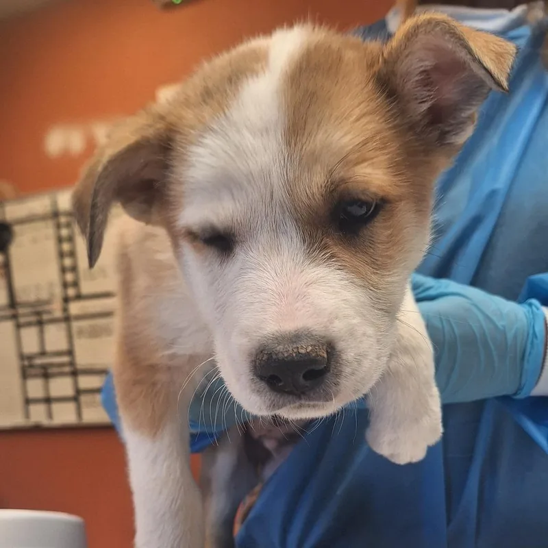 A baby small-sized male White / Cream Shepherd dog named Ian for adoption in Flagstaff, AZ