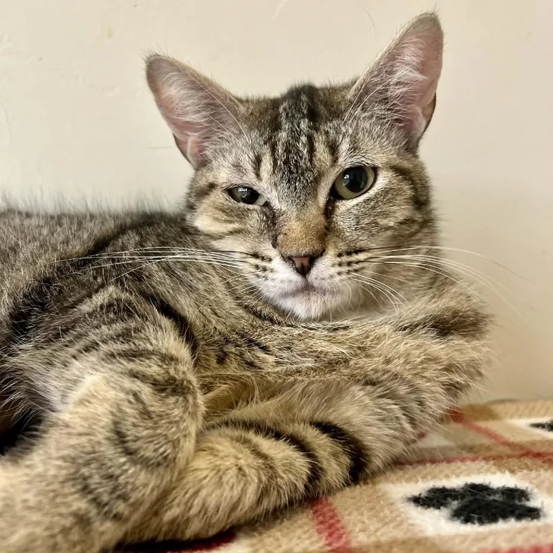 A young medium-sized female Brown / Chocolate Domestic Short Hair cat named Lola for adoption in Green Bay, WI
