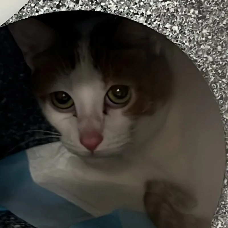 A young medium-sized female White Domestic Short Hair cat named Aideen for adoption in Salt Lake City, UT