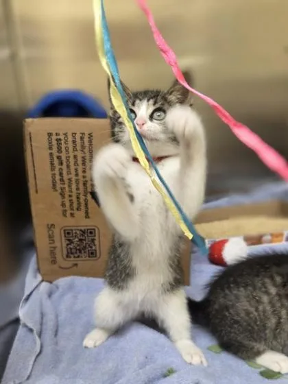 A baby small-sized female Domestic Short Hair cat named Yellow for adoption in Westland, MI