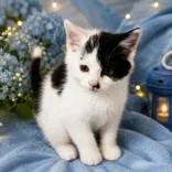 A baby medium-sized male White Domestic Medium Hair cat named Omega for adoption in Portsmouth, OH