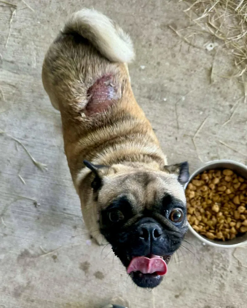 A young small-sized female Pug dog named Fiona for adoption in Monticello, NY