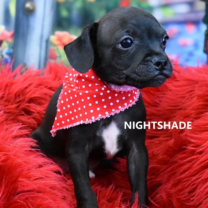 Nightshade