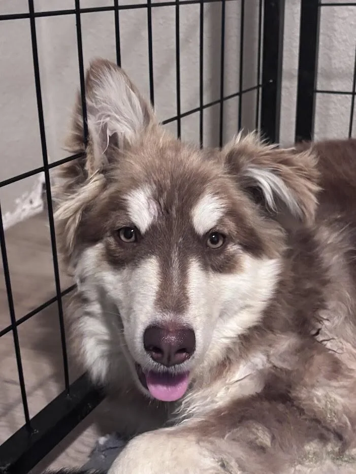A young medium-sized male Husky dog named Sander for adoption in renton, WA