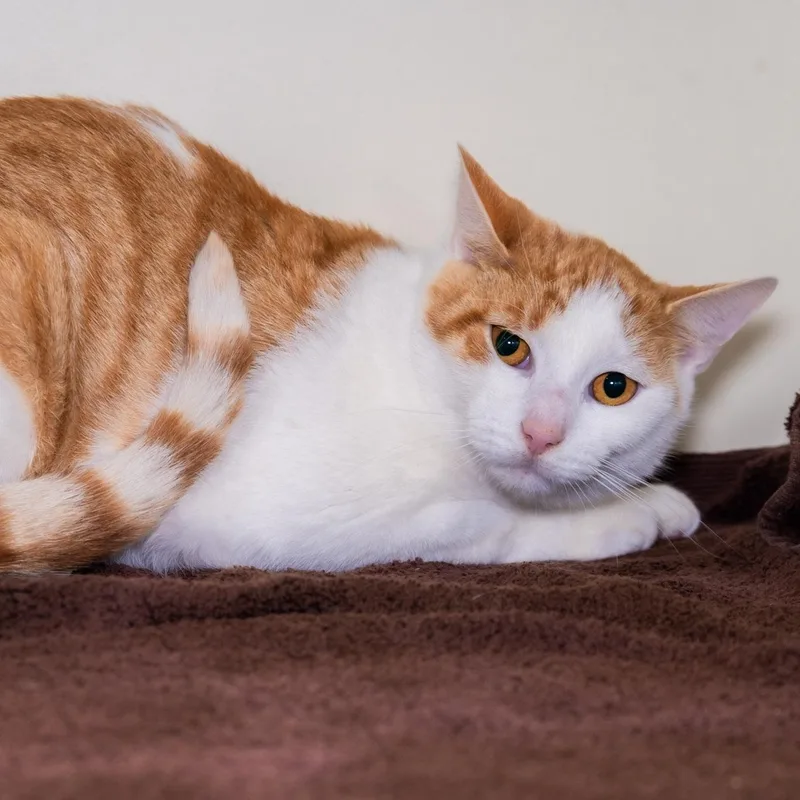 A young small-sized female Domestic Short Hair cat named Lexy for adoption in Victor, NY