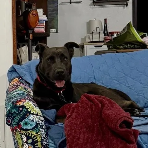 An adult large-sized female Black Mixed Breed dog named Athena for adoption in Georgetown, TX