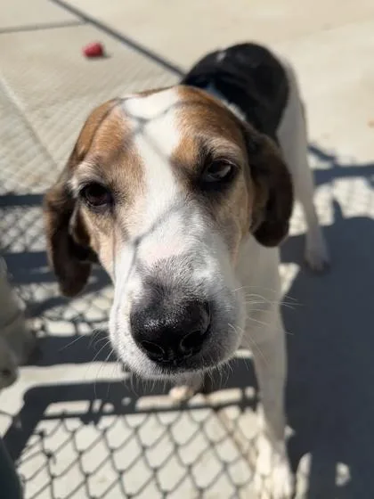 An adult medium-sized female Hound dog named Juicy Fruit for adoption in King William, VA