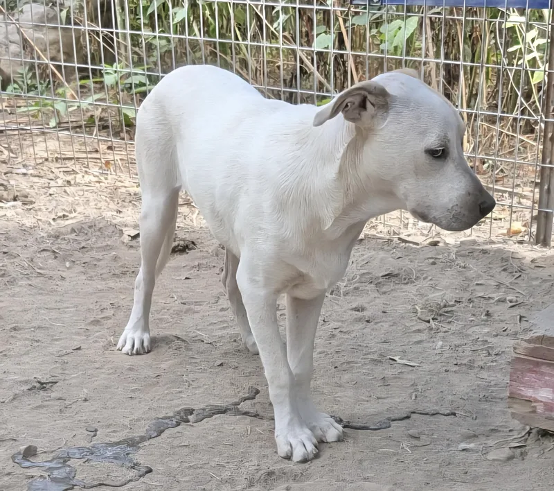 Rocket Dog thumbnail 2