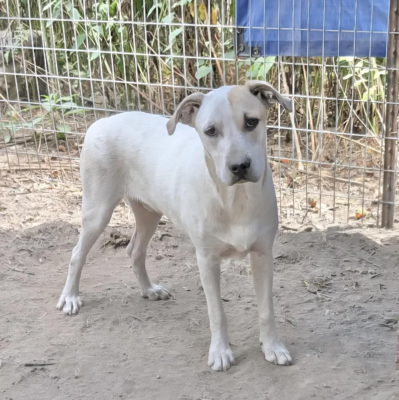 Rocket Dog thumbnail 3