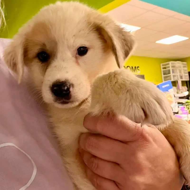A baby large-sized male White / Cream Border Collie dog named Ambrose for adoption in Hamilton , NJ