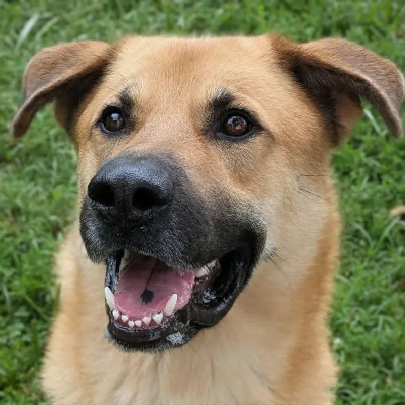 An adult large-sized male Yellow / Tan / Blond / Fawn Mixed Breed dog named Bucky for adoption in Jeffersonville, IN