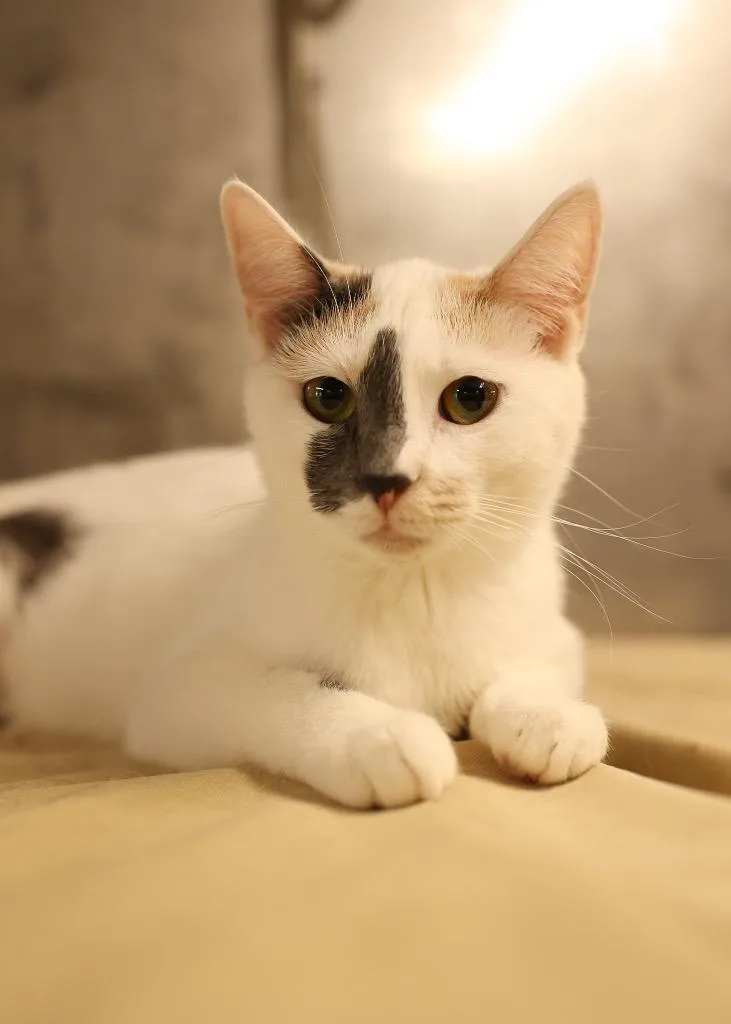 A baby medium-sized female Dilute Calico Dilute Calico cat named Marina for adoption in Mira Loma, CA