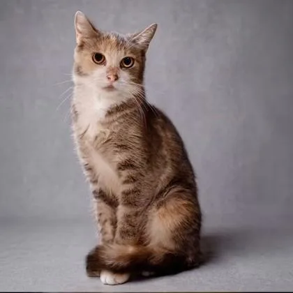 An adult medium-sized female Domestic Short Hair cat named Toast Burncoat for adoption in Hudson, MA