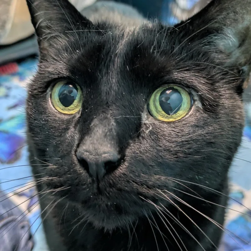 A senior large-sized male Black Domestic Short Hair cat named Jr. for adoption in South Burlington, VT