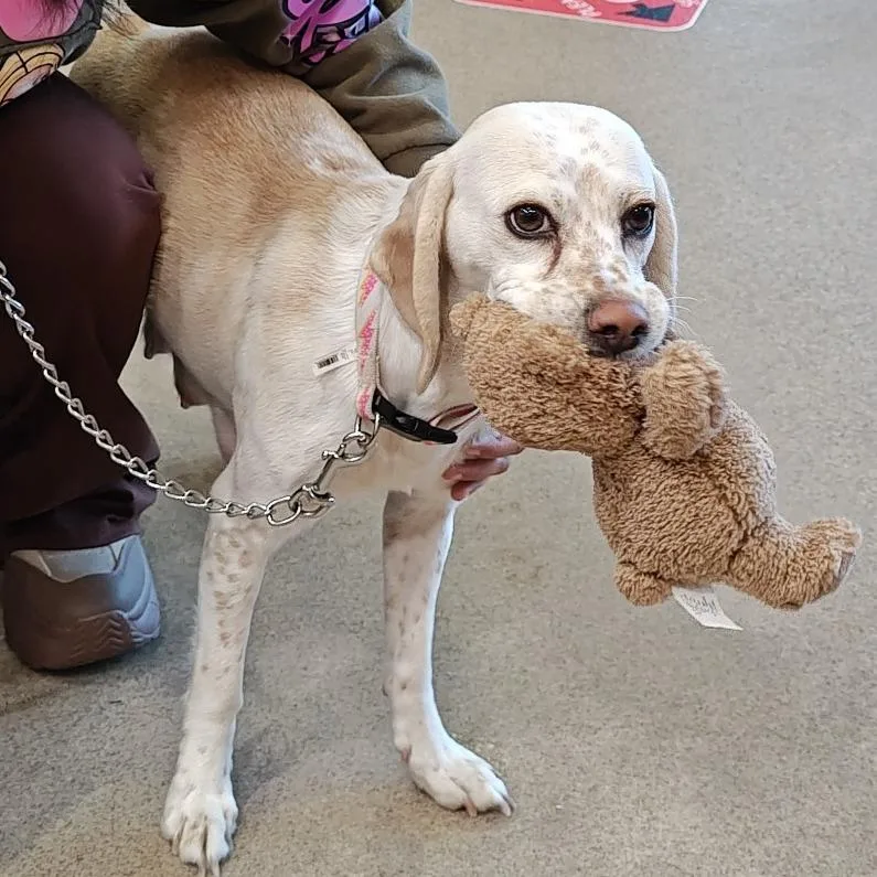 An adult medium-sized female White / Cream Beagle dog named Ashling for adoption in Upland, CA