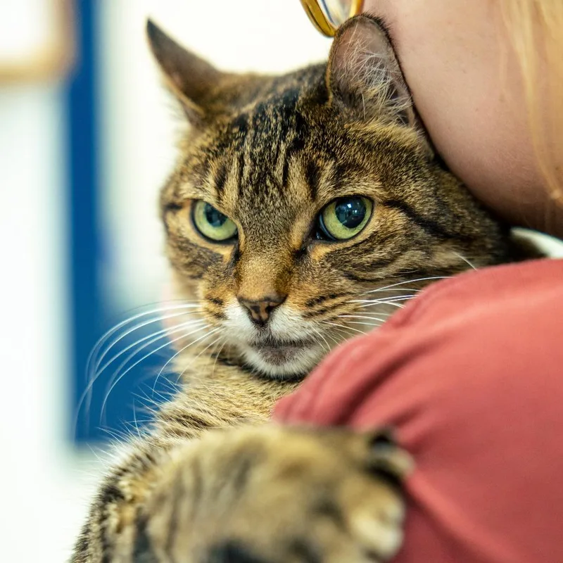 A senior medium-sized female Brown / Chocolate Domestic Short Hair cat named Camden for adoption in Lakewood, CO