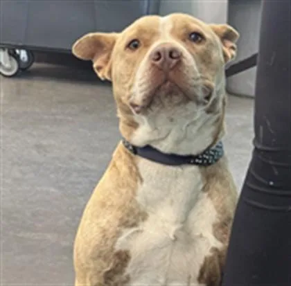 A young medium-sized female Pit Bull Terrier dog named Brind for adoption in Chatsworth, CA