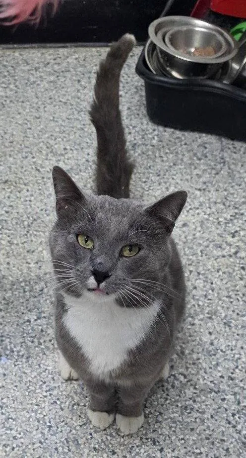 An adult medium-sized male Domestic Short Hair cat named Smoke for adoption in Knoxville, IA