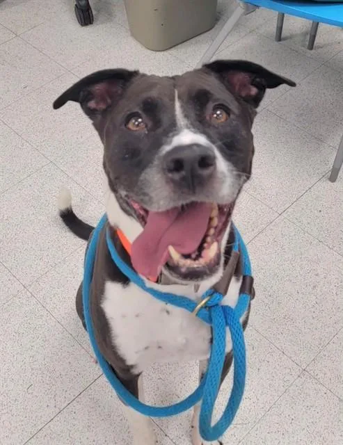 Tyson