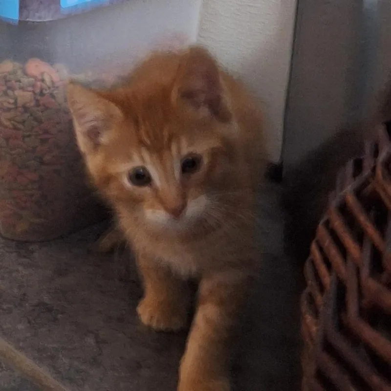 A baby small-sized male Orange / Red Domestic Short Hair cat named Dunn for adoption in Grantsville, UT