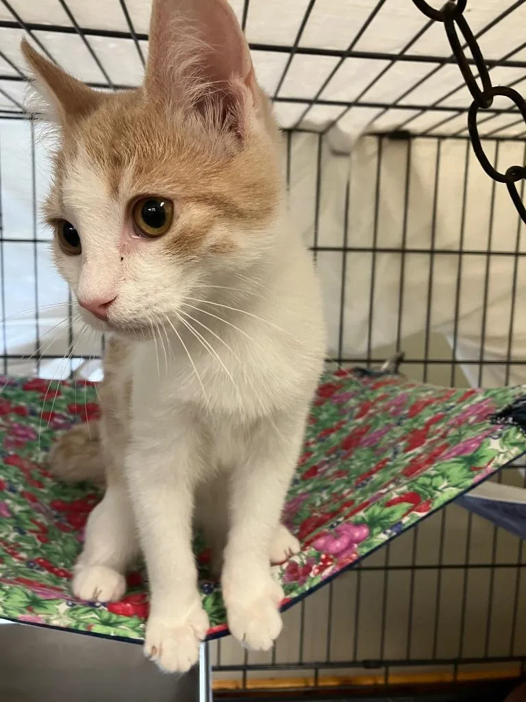 A baby small-sized male Domestic Short Hair cat named Sami for adoption in Lunenburg, MA