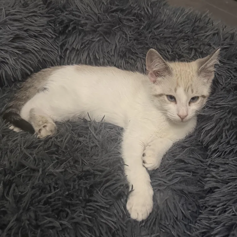 A baby small-sized male Siamese cat named Sketch for adoption in Bentonville, AR