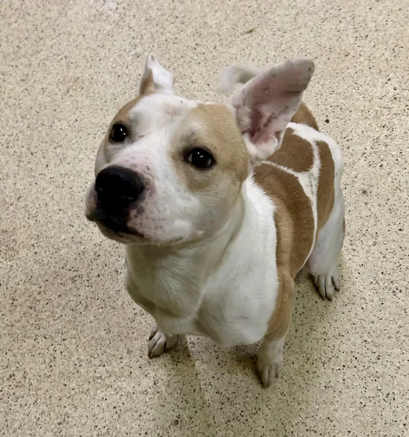 An adult medium-sized male Terrier dog named Buster for adoption in Muncie, IN