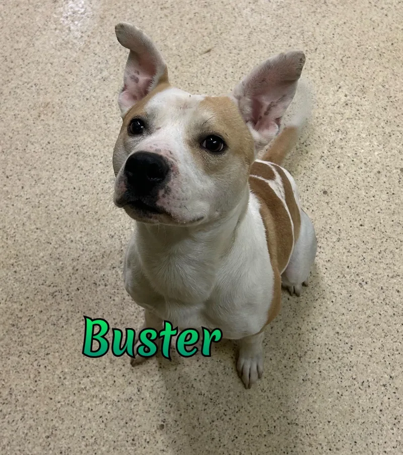 Buster thumbnail 4